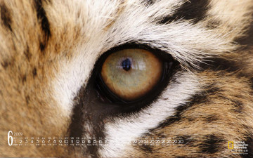 обоя календари, животные