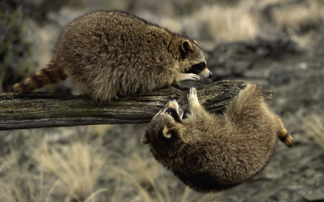 Картинка животные еноты