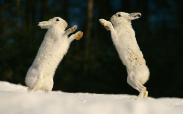 Картинка животные кролики зайцы