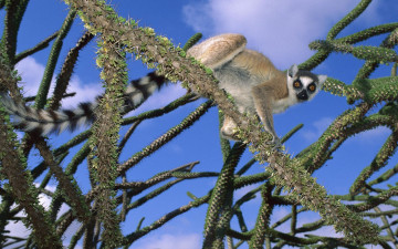 Картинка животные лемуры