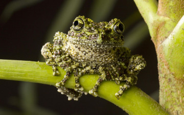 Картинка животные лягушки