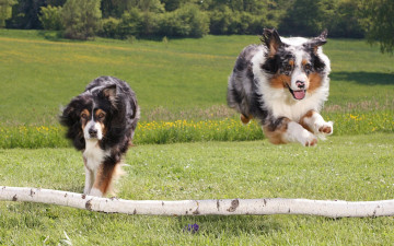 Картинка животные собаки