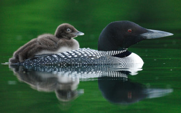 Картинка животные утки