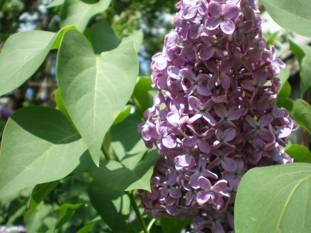 Обои картинки фото цветы, сирень