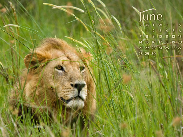 Обои картинки фото календари, животные