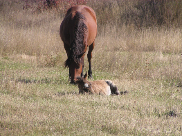 Обои картинки фото лошади, животные