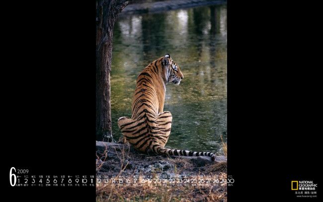 Обои картинки фото календари, животные