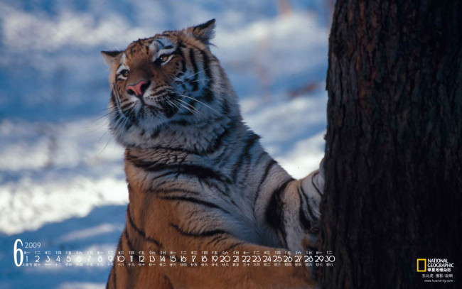 Обои картинки фото календари, животные