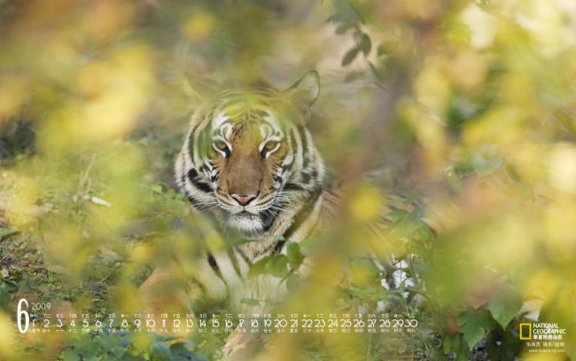 Обои картинки фото календари, животные