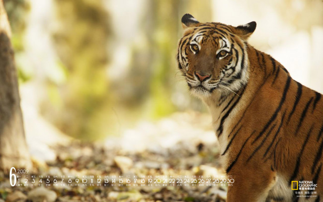 Обои картинки фото календари, животные