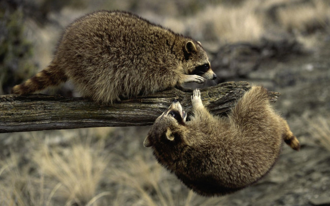 Обои картинки фото животные, еноты