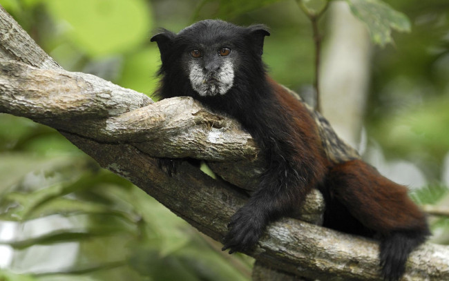 Обои картинки фото животные, обезьяны