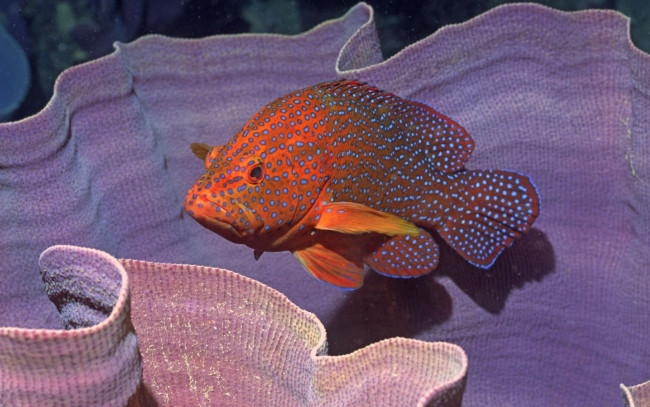 Обои картинки фото животные, рыбы