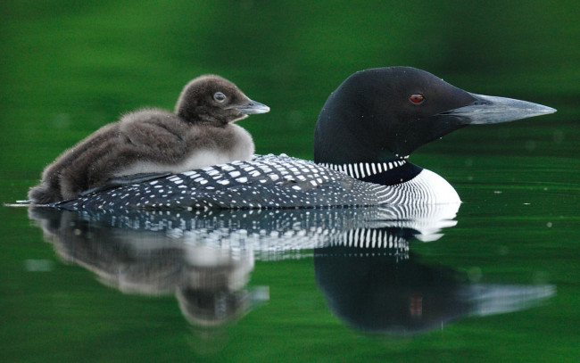 Обои картинки фото животные, утки