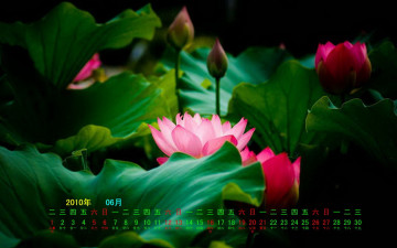 Картинка календари цветы