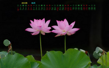 Картинка календари цветы