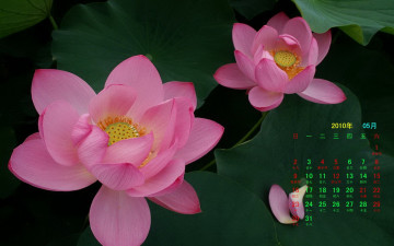 Картинка календари цветы