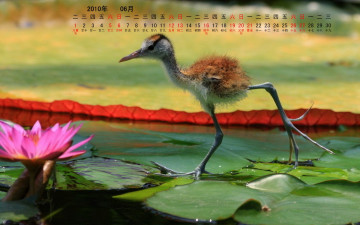 обоя календари, животные