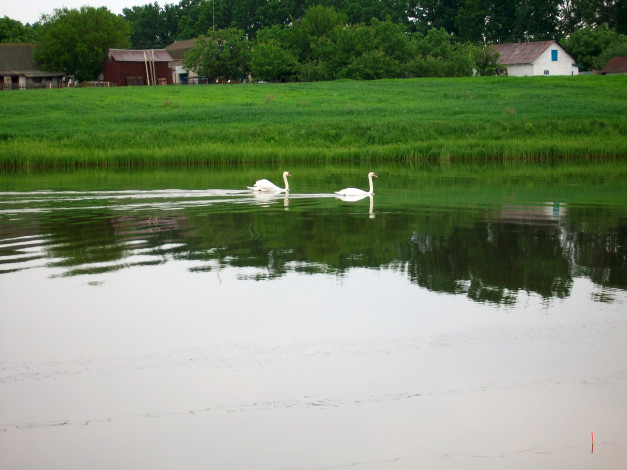 Обои картинки фото животные, лебеди