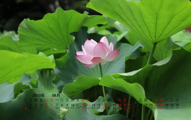 Обои картинки фото календари, цветы