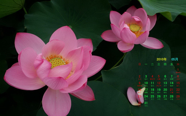 Обои картинки фото календари, цветы