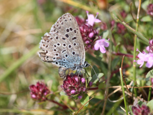 Картинка животные бабочки