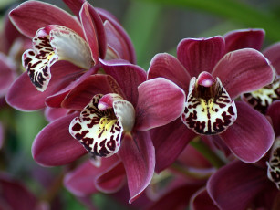 Картинка цветы орхидеи