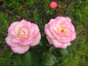 Картинка цветы розы