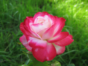 Картинка цветы розы