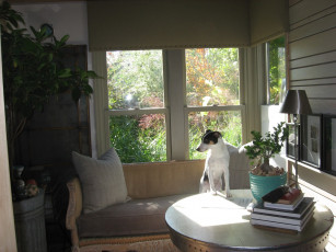 Картинка животные собаки