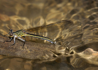 Картинка животные стрекозы