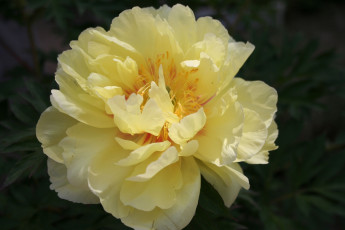 Картинка цветы пионы