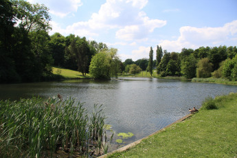 Картинка природа парк