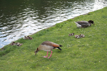 Картинка животные гуси