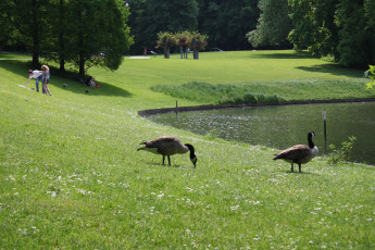 Картинка животные гуси