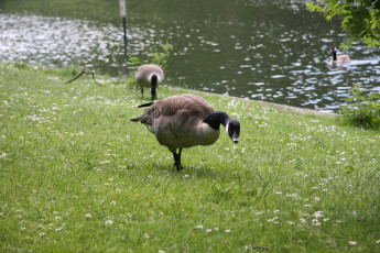 Картинка животные гуси