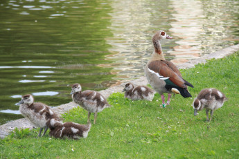 Картинка животные гуси