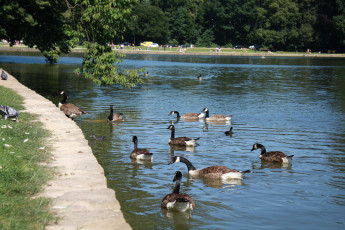 Картинка животные гуси