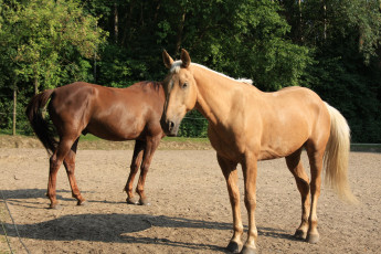 Картинка животные лошади