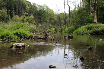 Картинка животные утки