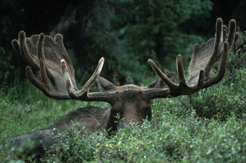 Картинка животные лоси