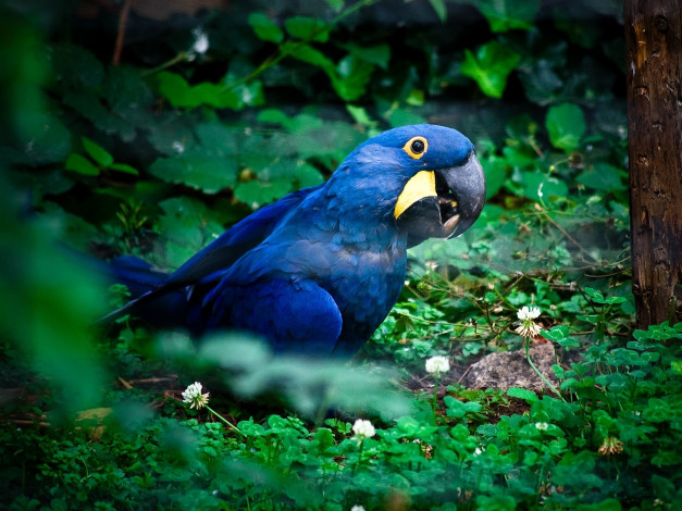 Обои картинки фото гиацинтовый, ара, животные, попугаи