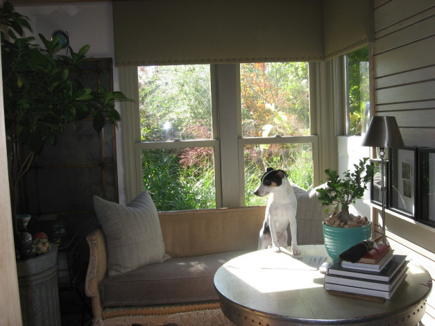 Обои картинки фото животные, собаки