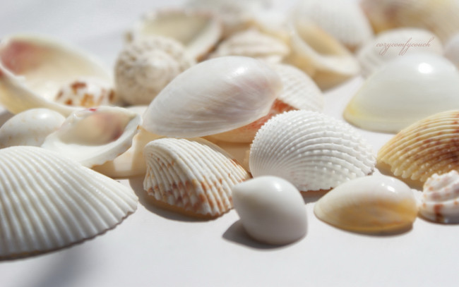 Обои картинки фото разное, ракушки, кораллы, декоративные, spa, камни
