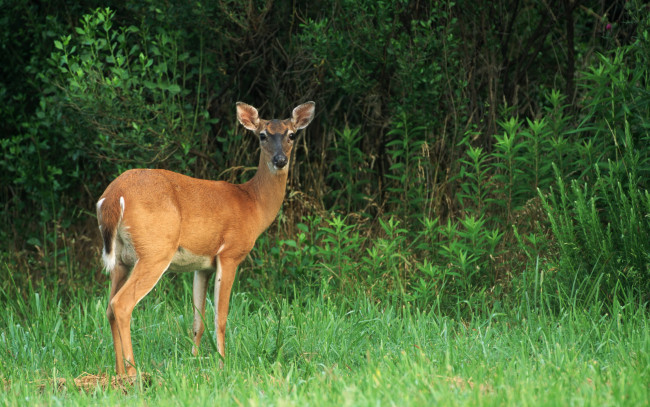 Обои картинки фото животные, олени