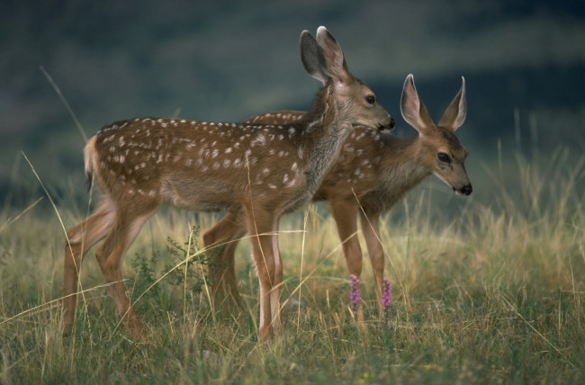 Обои картинки фото животные, олени