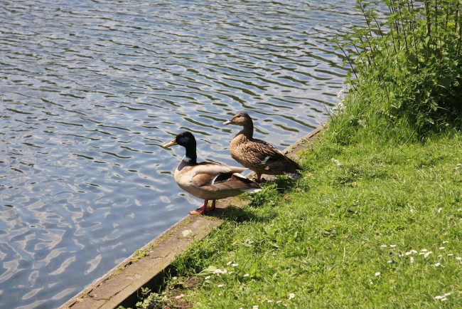 Обои картинки фото животные, утки