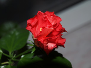 обоя цветы, гибискусы