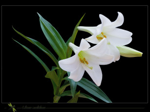 Картинка цветы лилии лилейники нарциссы