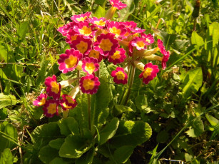 Картинка цветы примулы первоцветы